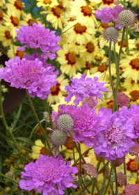 Scabiosa 'Vivid Violet'